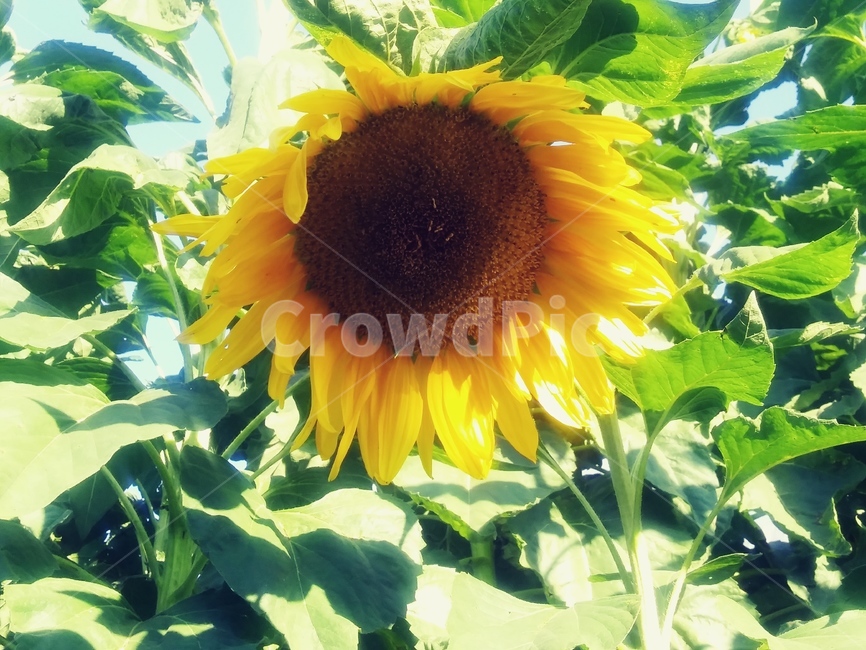해바라기,꽃,여름,여름하늘,무더운여름,햇빛,flower,sunflower,summer,sky,식물,자연,plants,nature,꽃,flower