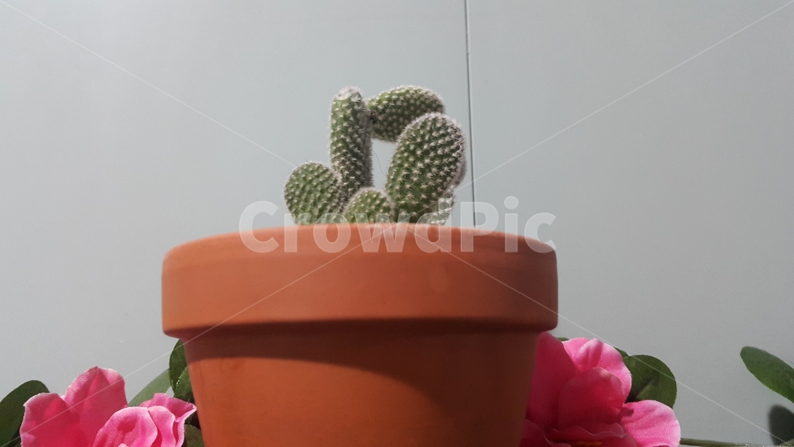 선인장,화분,식물,플랜테리어,자연,실내용화초,화초,green,plants,nature,houseplant,배경,바탕