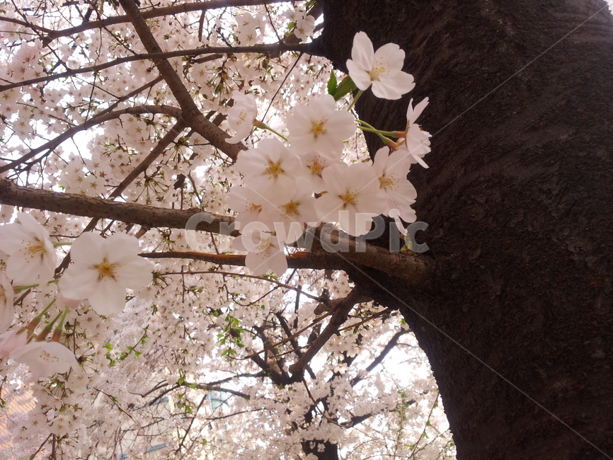 벚꽃,벚꽃놀이,벚꽃나무,꽃놀이,분홍꽃,봄,계절,spring,season,plant,식물,flower,꽃,cherry blossom,blossom