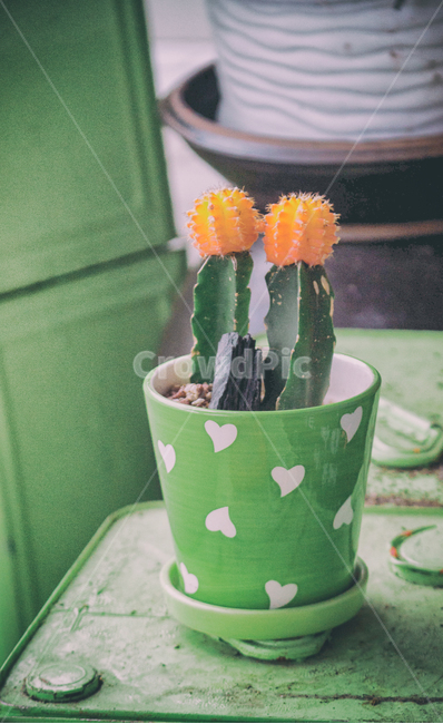 선인장,화분,식물,생물,plant,cactus,flowerpot,pot,식물,자연,plants,nature,실내용화초,화분,화초,house plant