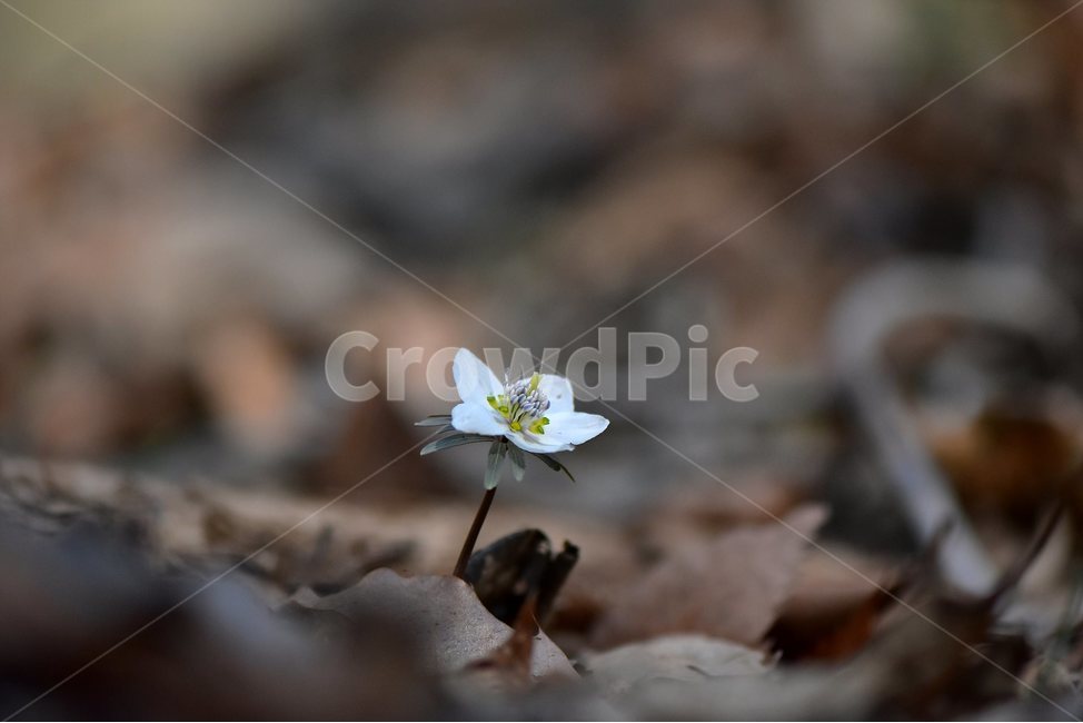 변산바람꽃,2018년,3월,야생화,꽃,생태,식물,자연,들꽃,산꽃,봄,감성,힐링,플라워,계절,시즌,wild,Flower,plants,nature,spring,season,배경,나무,목본,풀,초본,미나리아재비과,너도바람꽃속,flower,생태사진,봄꽃,변산,원조,자생지,오리지널,봄,계절,spring,season,식물,자연,plants,nature,꽃,flower,plant