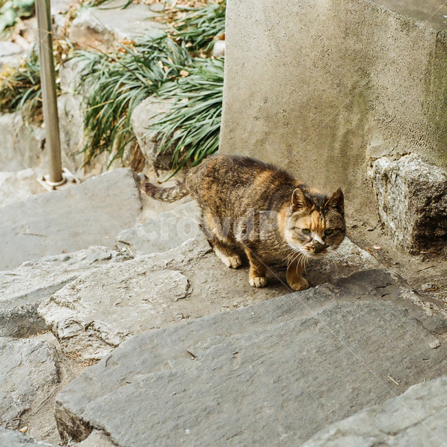 고양이,냥이,경계,의심,계단,동물,포유류,애완동물,반려동물,animal,cat,kitty,kitten,pet,mammal,감성,감성사진,빈티지,아날로그,필름,필름사진,필름카메라,film,filmcamera,sensible,feeling,stairs,동물,animal,포유류,mammal,고양이,cat,kitten,kitty
