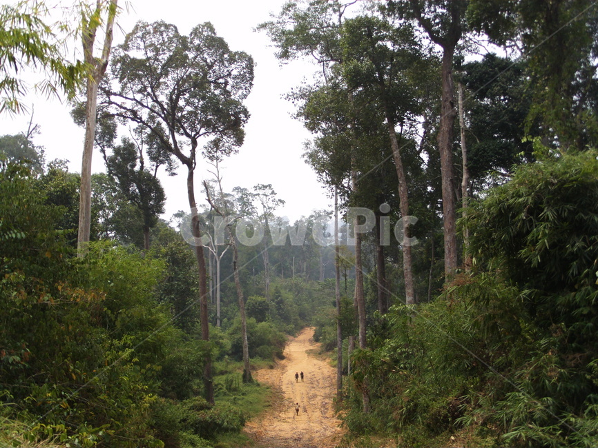 인도네시아,보르네오,칼리만탄,정글,나무,밀림,거목,큰나무,indonesia,borneo,kalimantan,bigtree,tree,자연,풍경,nature,landscape,plant,식물