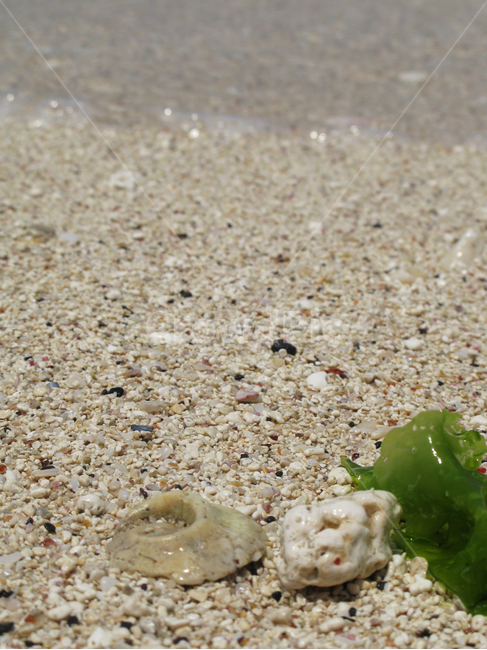 바다,모래,해변,해초,조개,껍데기,돌맹이,산호,sea,ocean,beach,sand,seaweed,shell,stone,coral,해변,바다,beach,sea