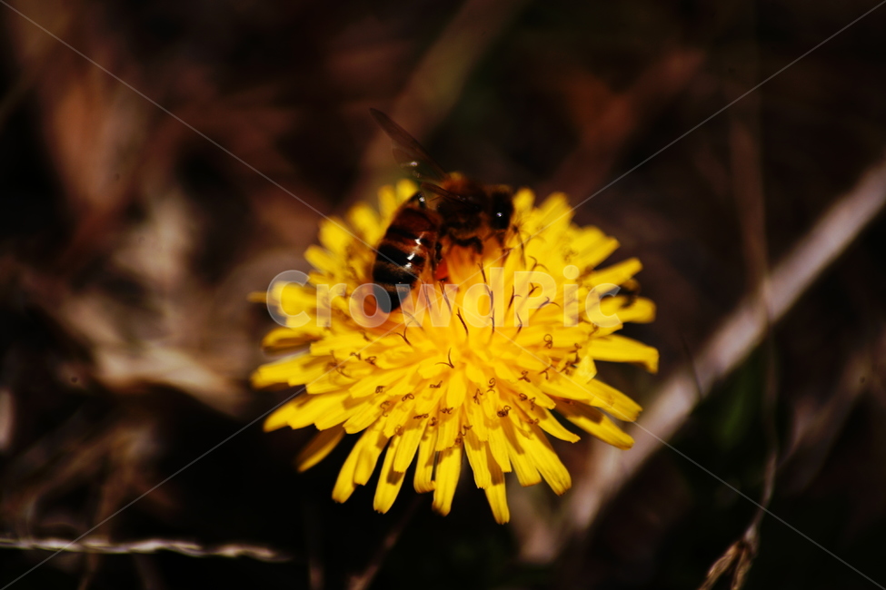 민들레,야생화,들꽃,허니,꿀벌,벌,honey,식물,자연,plants,nature,꽃,flower,동물,animal,곤충,벌레,insect,bug