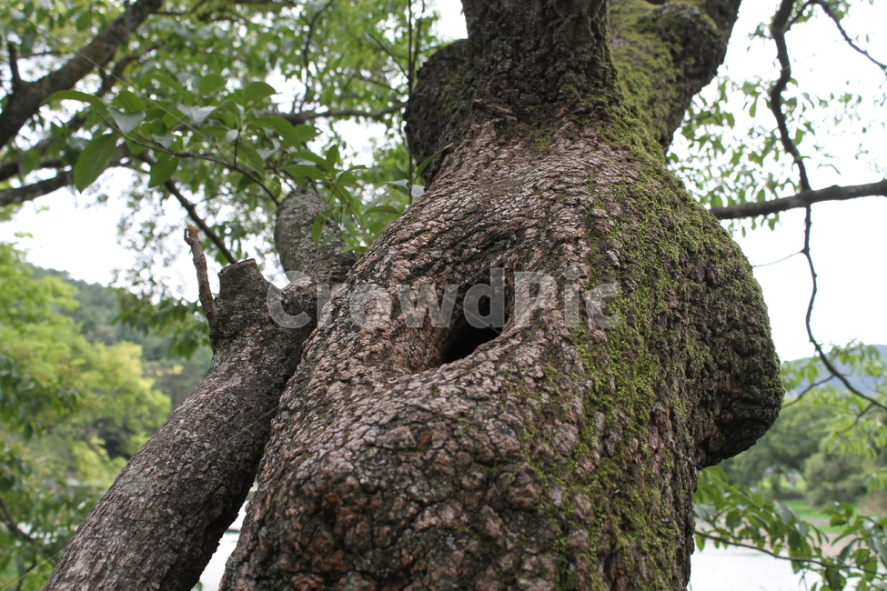 나무,고목,식물,자원,wood,나무껍질,수피,식물,자연,plants,nature,나무,trees,wood