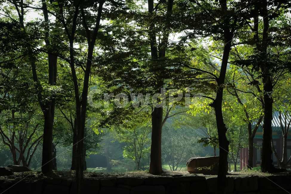 배경,풍경,여름,하늘,자연,태양,나무,조경,잎,야외,공원,경치,계절,바탕,배경이미지,백그라운드,아름다움,환경,수풀,숲,숲속,뜰,정원,나무잎,초록,힐링,치유,휴식,청량,자유,Nature,landscape,summer,season,tree,leaf,park,background, forest garden,green,tree leaves,relaxation