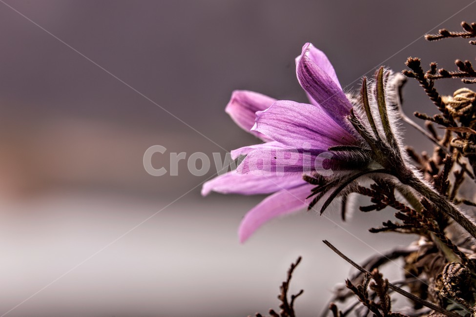 할미꽃,물,연분홍,꽃잎,동강,식물,자연,plants,nature,꽃,flower