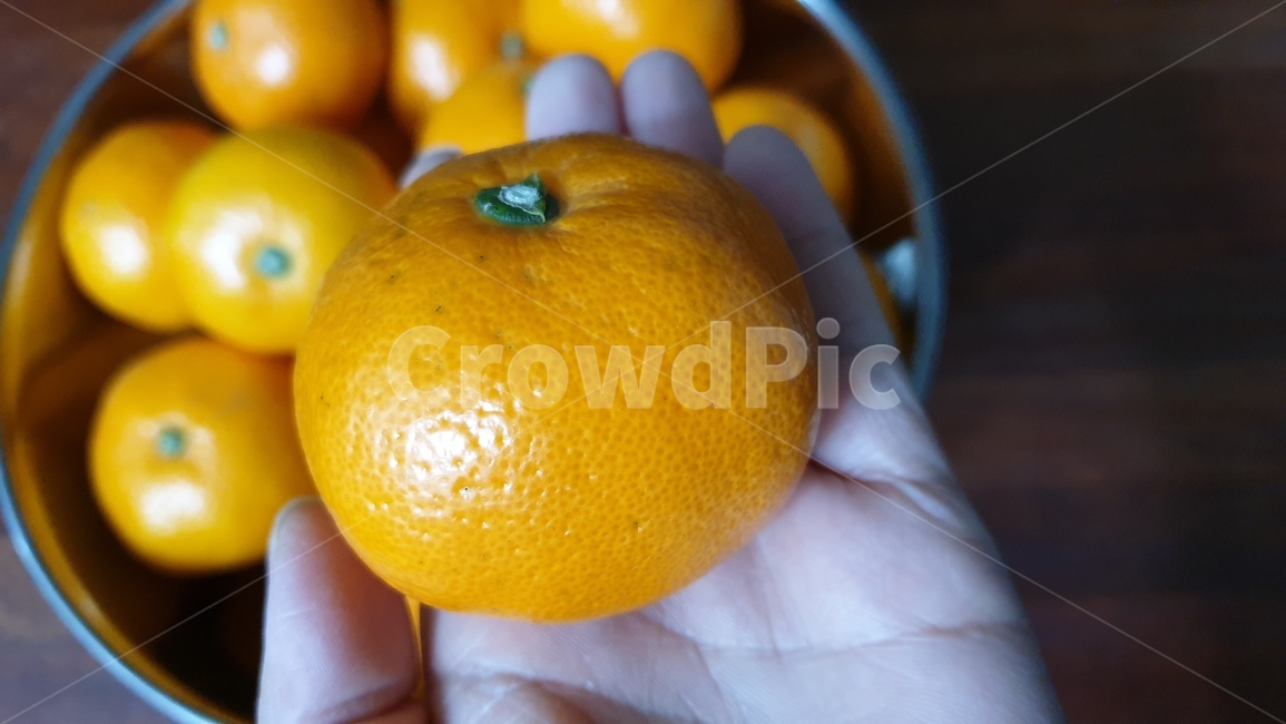 plant,grapefruit,fruit,orange,과일,귤,오렌지,제주도