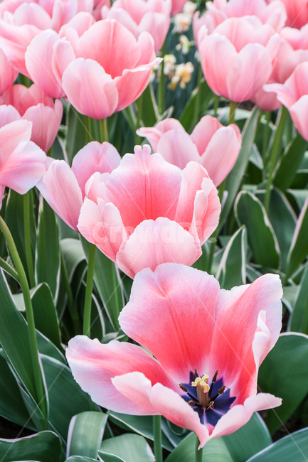 튤립,네덜란드,튤립축제,리세,튤립마을,분홍색꽃,식물,자연,plants,nature,꽃,flower