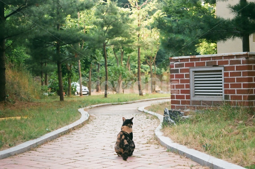 고양이,외로움,선택,길,필름,동물,animal,포유류,mammal,고양이,cat,kitten,kitty