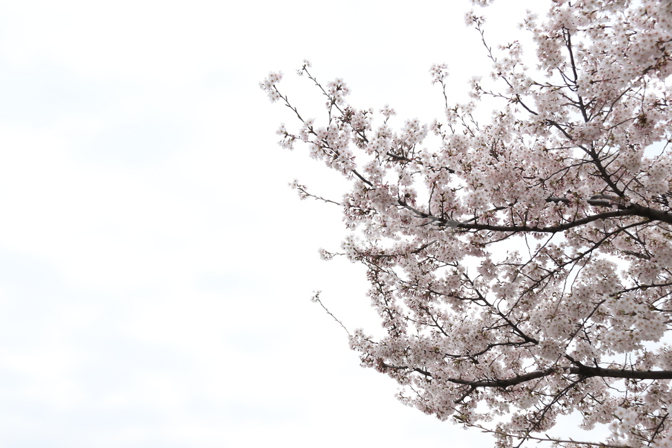 plant,식물,flower,꽃,blossom,cherryblossom,자연,벚꽃,식물,자연,plants,nature,꽃,flower