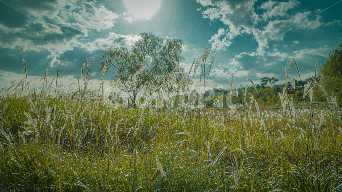 grassland,목초지,field,들,nature,자연,갈대,픙경,가을,계절,fall,autumn,season,식물,자연,plants,nature