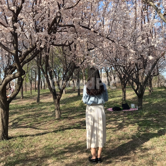 벚꽃구경,여자,서있는모습,뒷모습,피크닉,봄,계절,spring,season,사람,인물,인간,human,person,여성,여자,woman,female,lady,plant,식물,flower,꽃,blossom