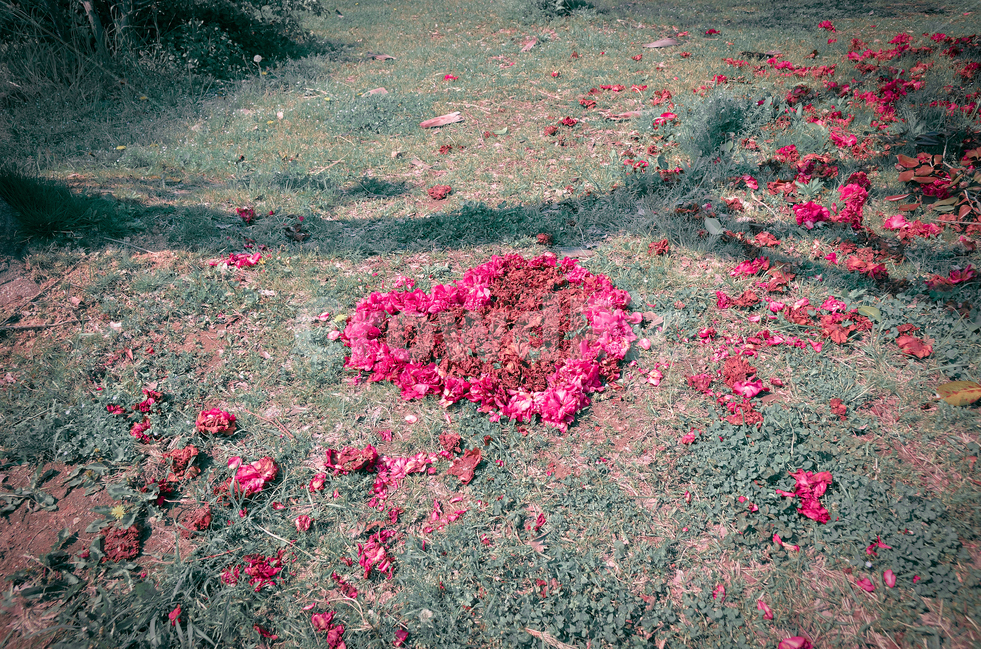 꽃,장미,가을,낙엽,식물,작품,하트,사랑,조형,flower,rose,fall,plant,꽃,flower,감정표현,기분,feeling,emotion,감성,sensible