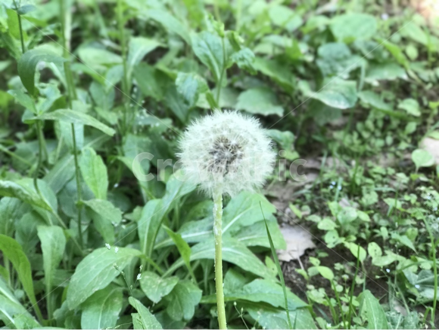 민들레,민들레꽃,꽃씨,우주,꽃,식물,자연,plants,nature