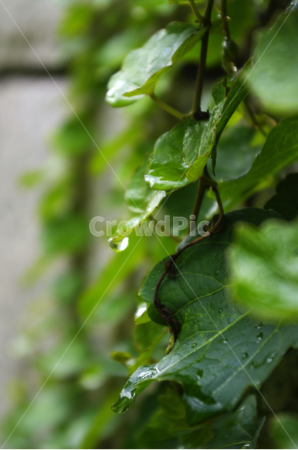 식물,plant,넝쿨,초록,잎,식물,자연,plants,nature