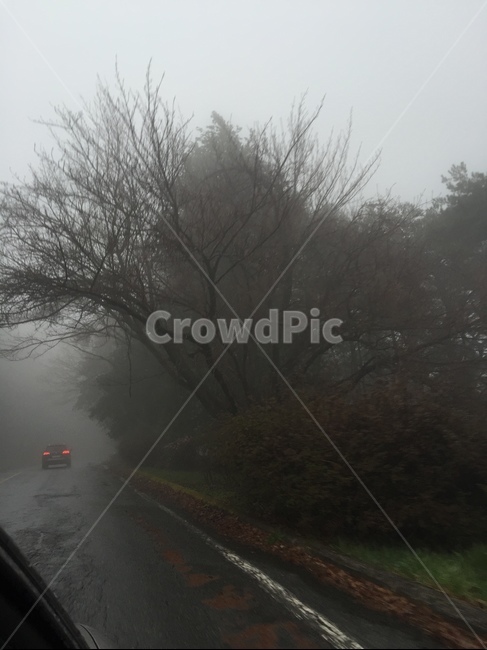 자연,안개,물안개,나무,대구,자연,풍경,nature,landscape,weather,날씨,outdoors,옥외,fog
