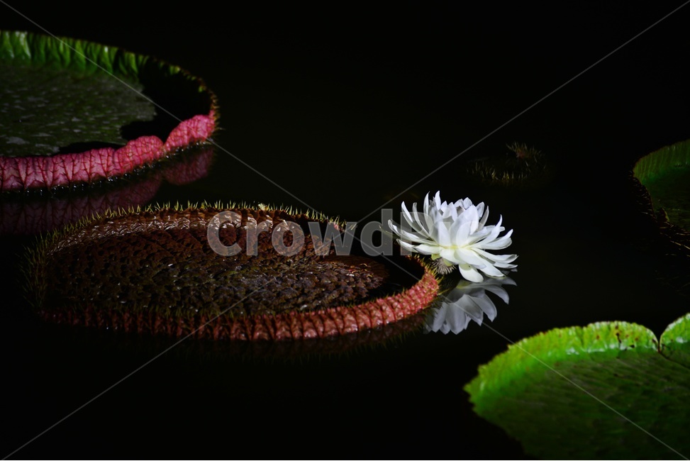flower,blossom,꽃,petal,꽃잎,plant,식물,부여,궁남지,연꽃축제,수련,연꽃,백련,빅토리아연,빅토리아연꽃,연잎