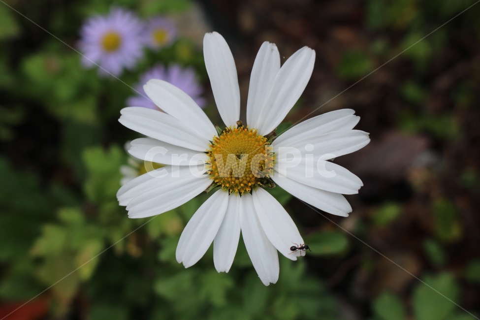 코스모스,꽃,들꽃,개미,흰색,노랑색,flower,cosmos,ant,white,yellow,흰꽃,꽃잎,식물,자연,plants,nature,꽃,flower