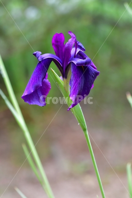 자연,꽃,야생화,봄,산,식물,자연,plants,nature,꽃,flower