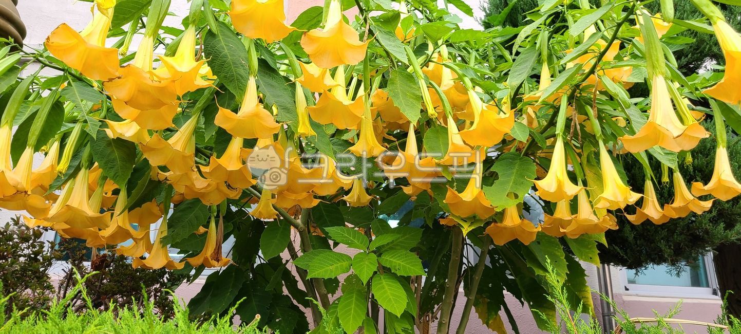 fragrant flower,angels trumpet,plant,yellow flower,large flower,flower