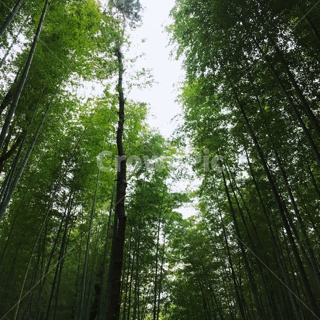 대나무,피톤치드,숲,산,자연,자연,풍경,nature,landscape,plant,식물