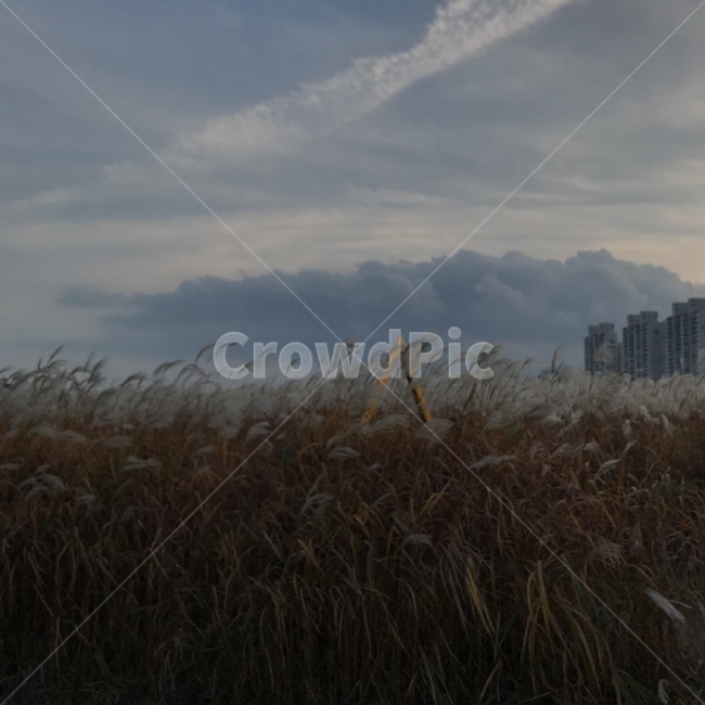 자연,계절,가을,갈대,nature,autumn