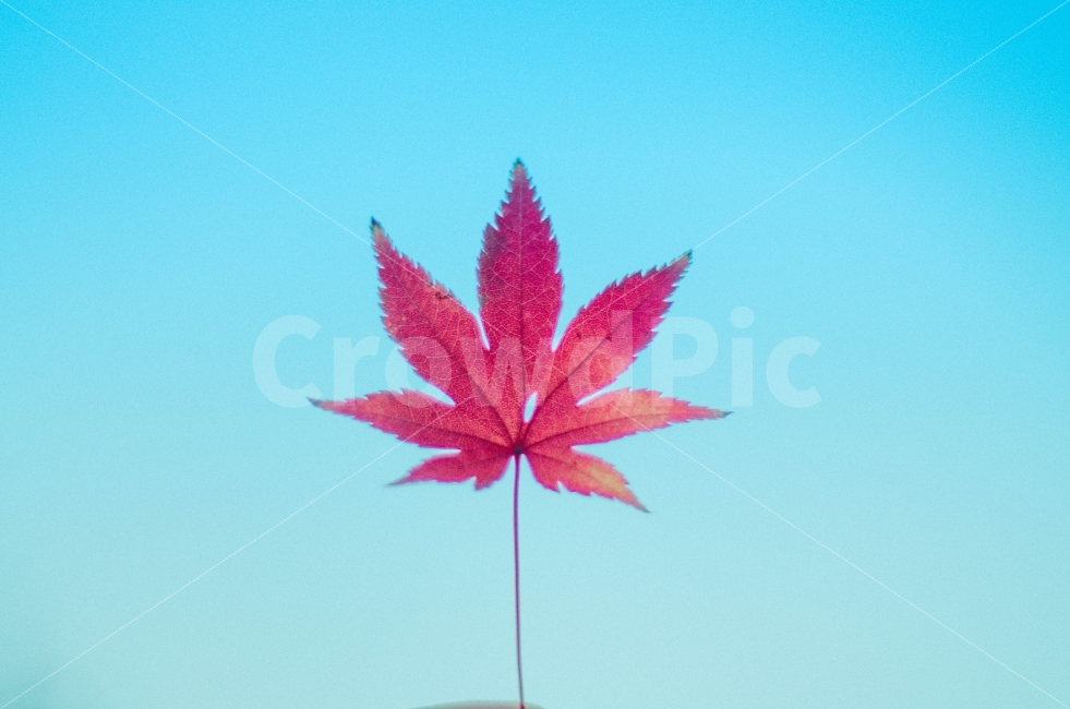 가을,단풍,메이플,낙엽,가을낙엽,가을단풍,감성,가을,계절,fall,autumn,season,식물,자연,plants,nature,plant,leaf,잎,tree,나무