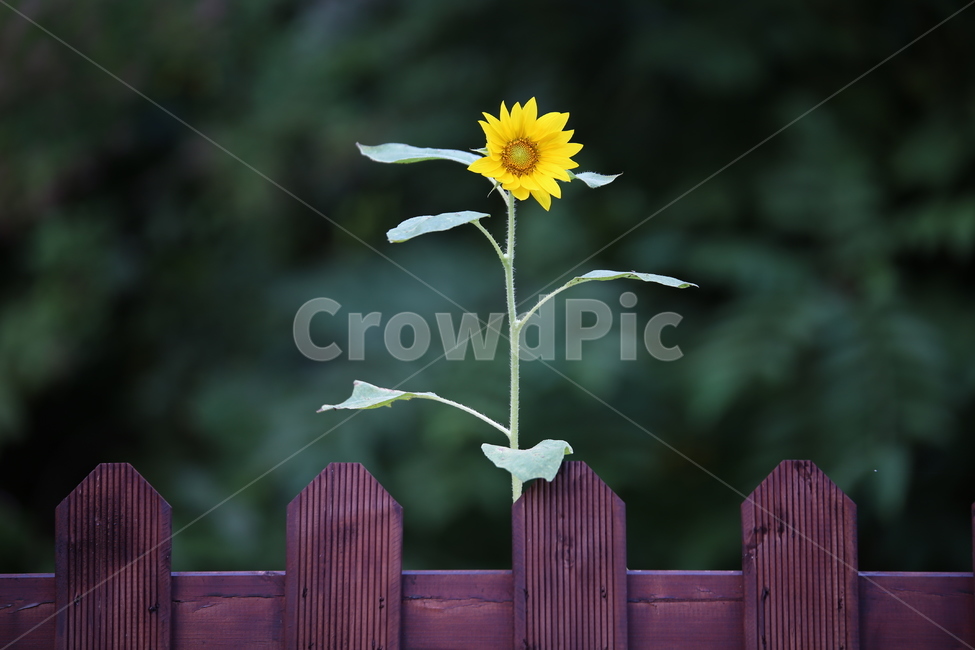 꽃,해바라기,풍경,flower,해,태양