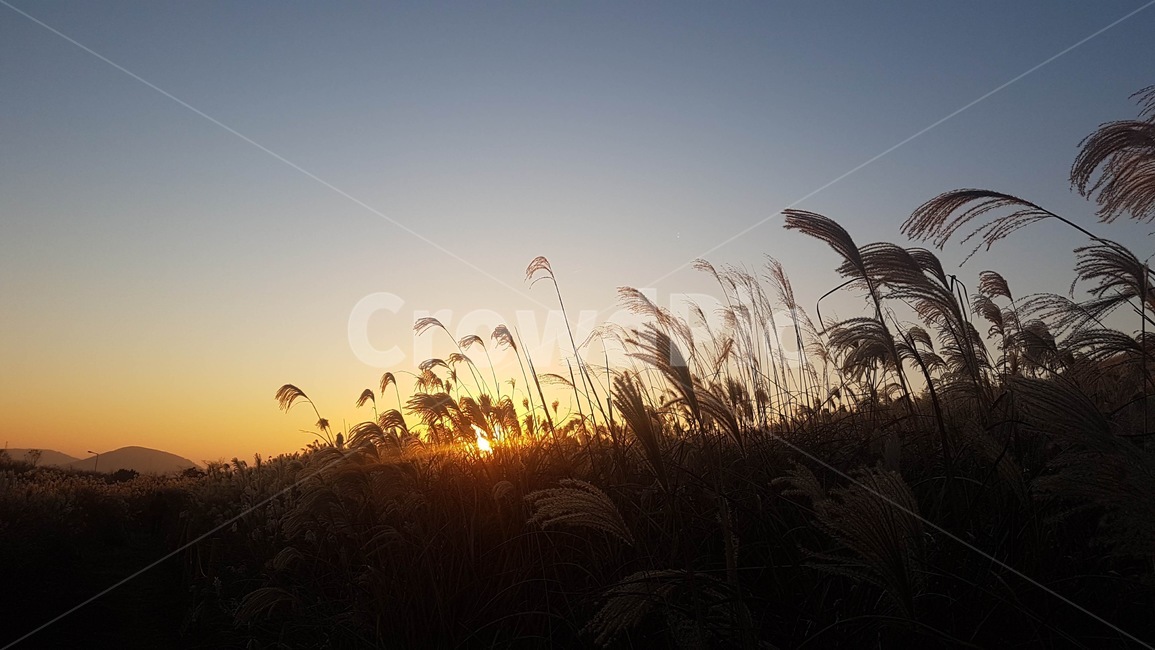 억새,노을,가을,역광,풍경,자연,경관,plant,식물,grass,lawn,잔디,reed,갈대