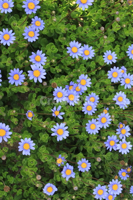 nature,flower garden,summer flowers,flower,Blue Daisy