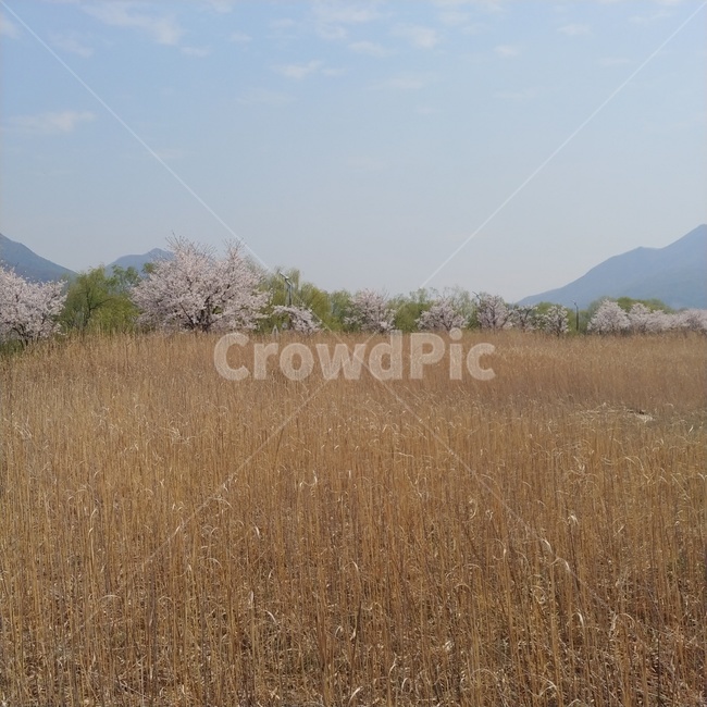 풍경,봄풍경,자연,배경,꽃