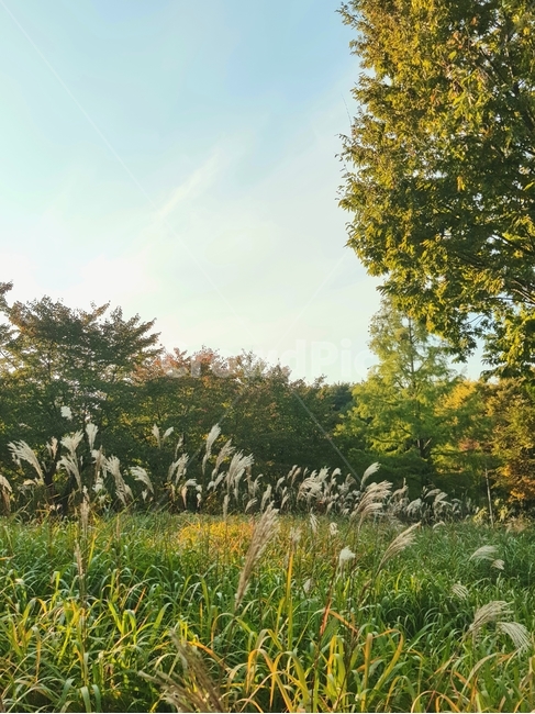 outdoors,옥외,grassland,목초지,field,들,nature,자연,갈대,녹색,숲,푸른