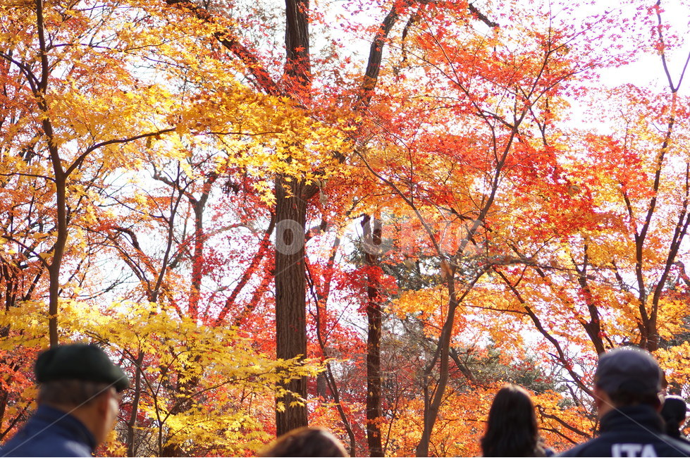 단풍나무,단풍잎,낙엽,창덕궁후원,단풍,창덕궁단풍,가을,가을낙엽,나무,잎,식물,가을단풍,가을,계절,fall,autumn,season,tree,plant,maple,leaf