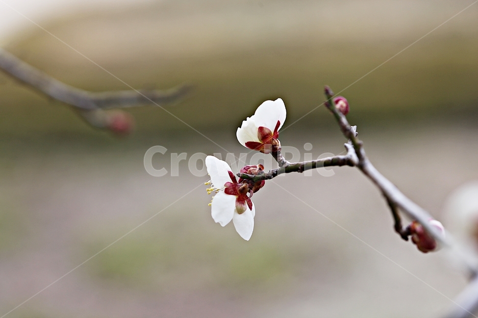 매화,매화꽃,꽃,매화나무,자연,배경,자연,풍경,nature,landscape,식물,plants,꽃,flower,나무,trees,wood,plant