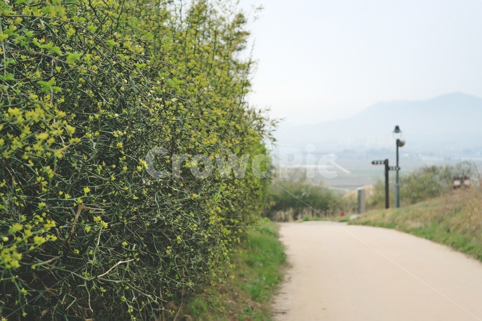 봄나들이,봄풍경,봄길,산책,탱자나무,공원,길,fence,bush,hedge