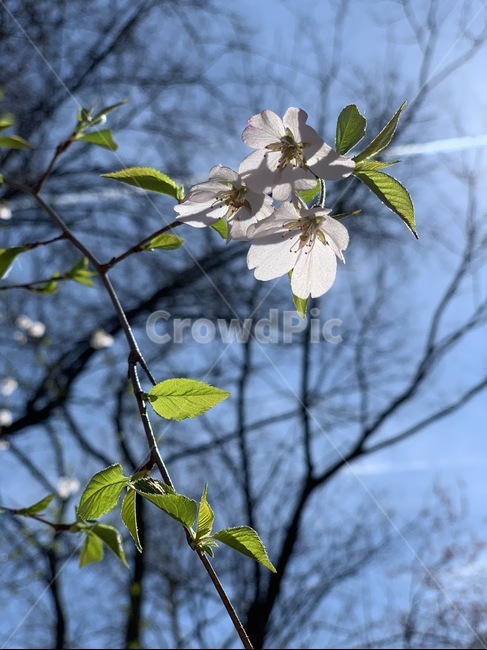 plant,식물,봄,벗꽃,꽃송이,하늘