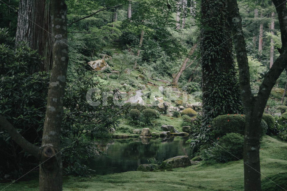 정원,자연,일본,이끼,여름,흐린날,자연,풍경,nature,landscape,식물,plants,tree,나무,plant,fir,전나무,conifer,구과 식물