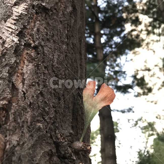 은행나무,은행잎,계절,마른잎,나무,식물,plant,treetrunk,나무줄기,추억,tree