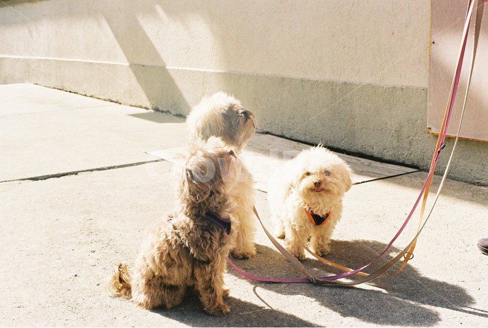 강아지,개,기다림,앉아있는강아지,dog,puppy,목줄,귀여움,동물,animal,포유류,mammal,개,강아지,dog,doggy