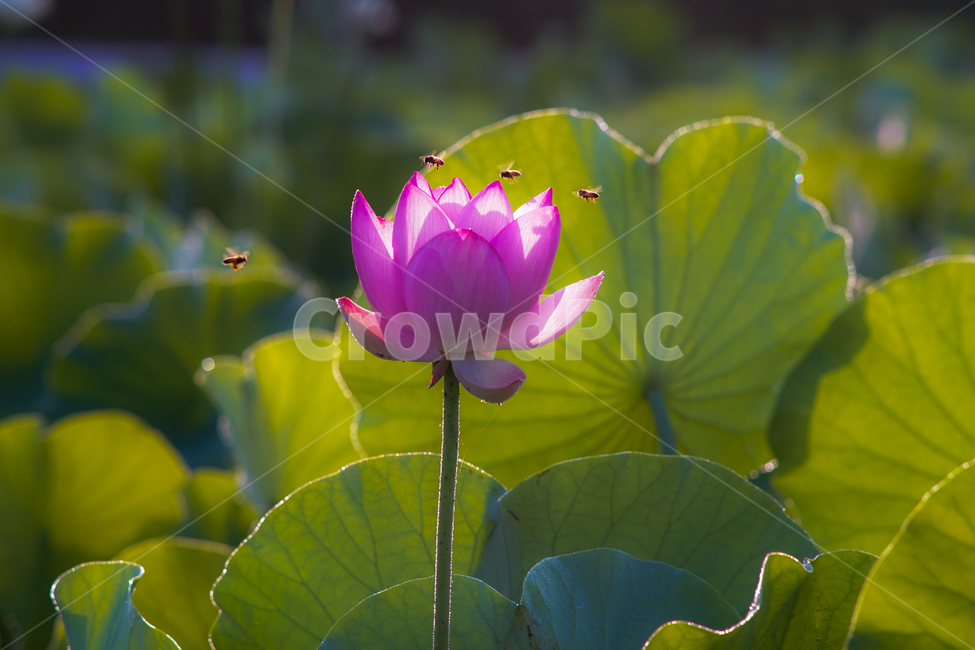연,연밭,연꽃,꽃,수생,식물,연잎,식물,자연,plants,nature,꽃,flower,동물,animal,곤충,벌레,insect,bug