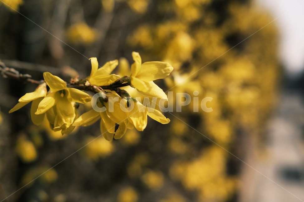개나리,봄,yellow,landscape,scenery,scene,연남동,view,plant,식물,노란색,샛노란,spring,거리,꽃,꽃잎,flower,floral,petal,nature,street,forsythia