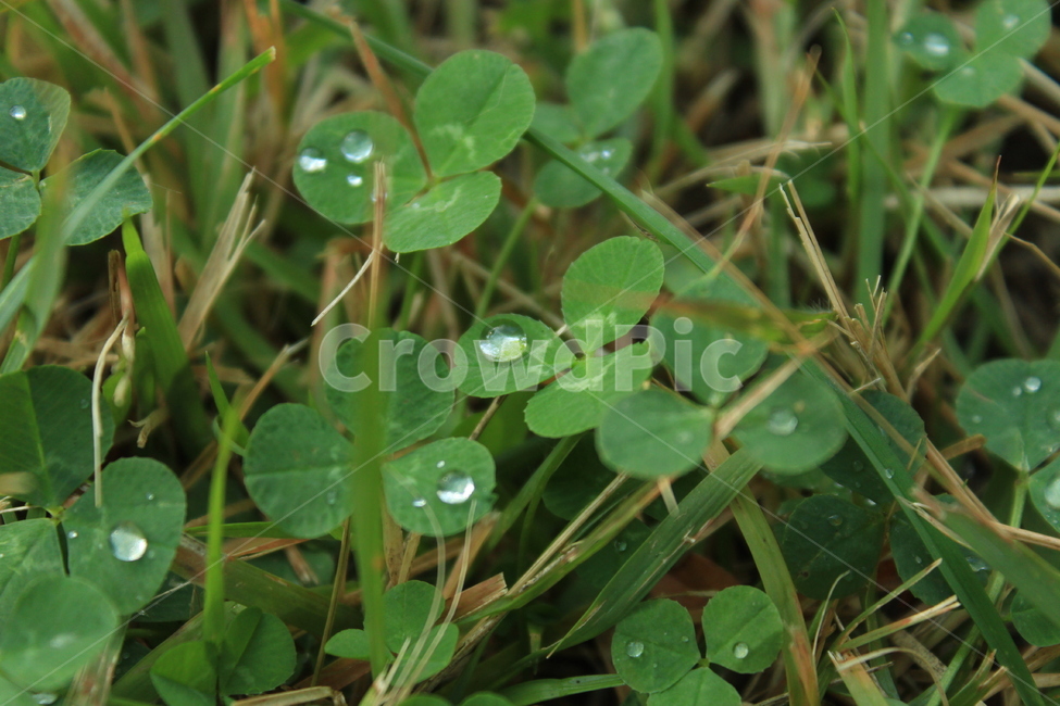 세잎클로버,토끼풀,이슬,식물,초록,자연,야생,식물,자연,plants,nature