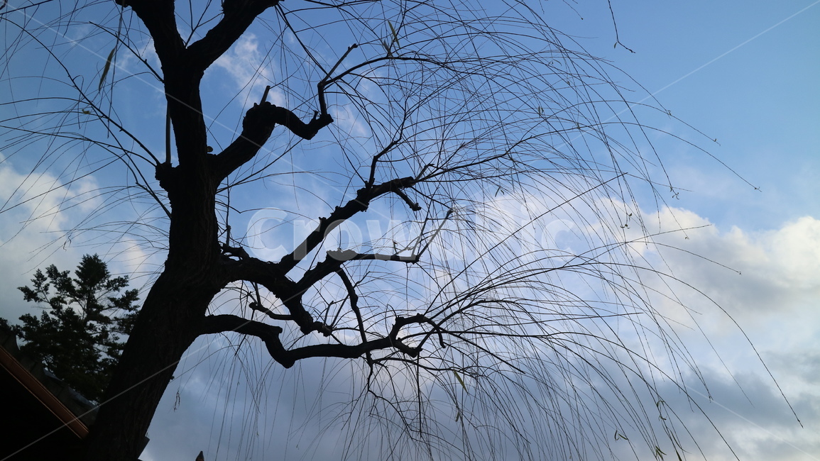 나무,하늘,풍경,달,sky,tree,식물,자연,plants,nature,나무,trees,wood