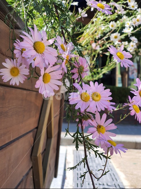식물,plant,flower,꽃,가을,국화꽃,식물,자연,plants,nature,꽃,flower