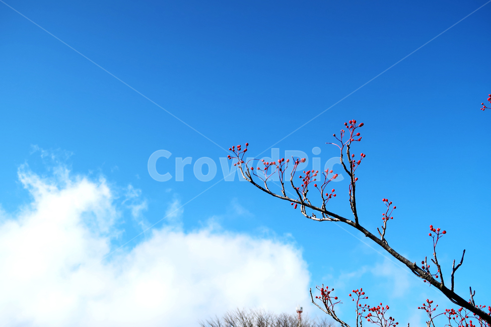 하늘,sky,나무,tree,열매,berry,자연,nature,식물,plant