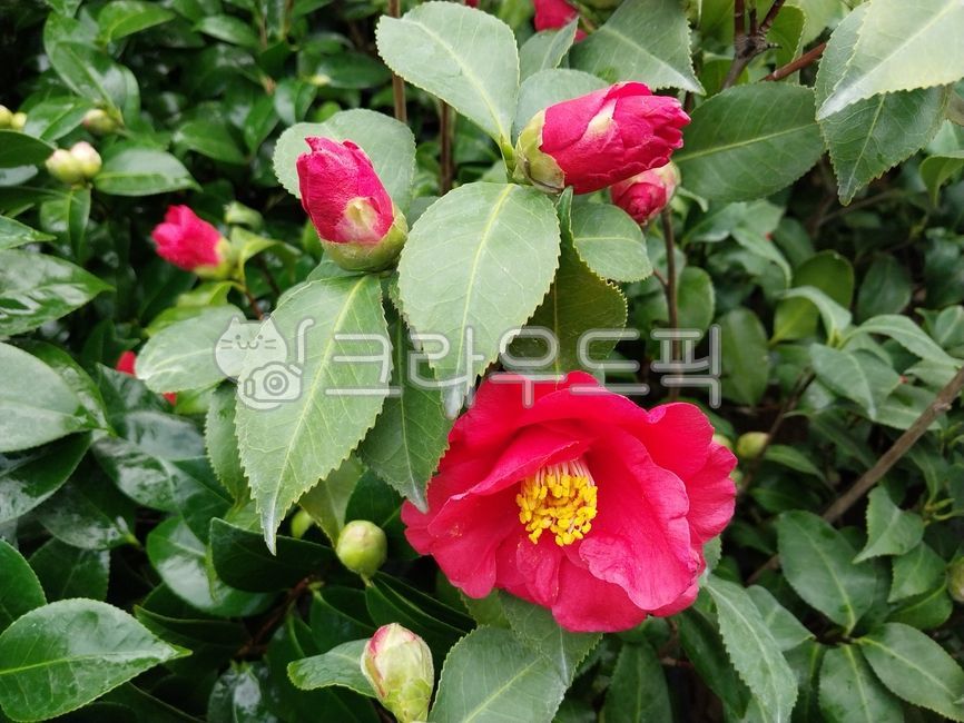 꽃,동백꽃,꽃봉오리,동백,flower,leaf,camellia,camelliaflower,commoncamellia,redflower