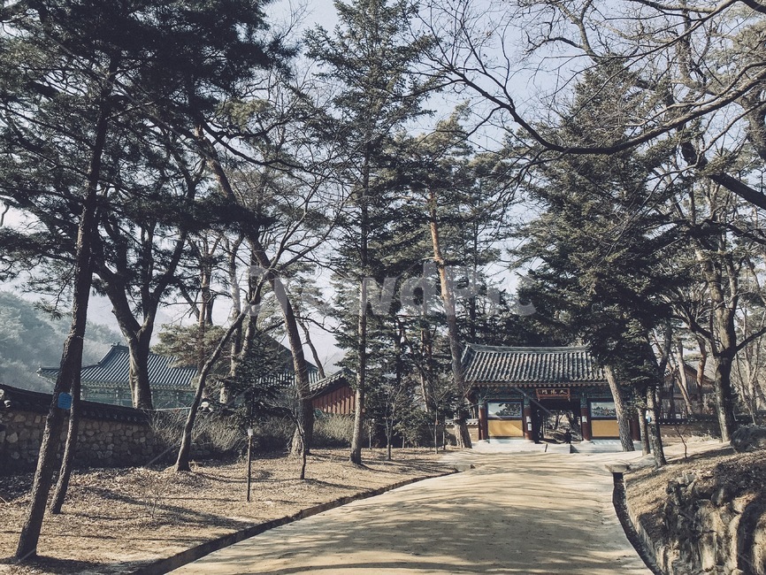 직지사,사찰,절,김천,jikjisa,자연,풍경,nature,landscape,한국자연풍경,한국자연경관,korea nature landscape,plant,식물,fir,전나무,abies,아비,tree,나무