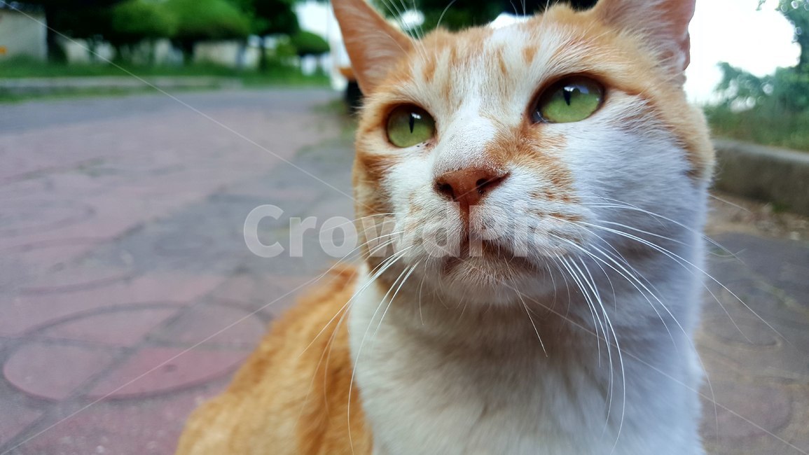 고양이,눈,야생,동물,cat